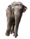 Elephant Royalty Free Stock Photo