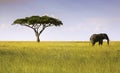 Elephant and Acacia Tree Serengeti National Park Royalty Free Stock Photo