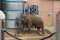 Elephant adult in the zoo on the background of metal fences. Wildlife, mammals