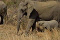 Elephant affection Royalty Free Stock Photo