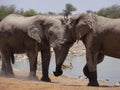 Elephant affection Royalty Free Stock Photo