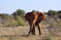 Elephant Africa