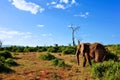 Elephant in Africa