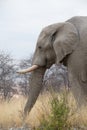 Elephant in africa Royalty Free Stock Photo