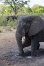 Elephant in africa in a group Royalty Free Stock Photo