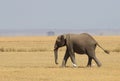 Elephant in Africa