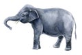 Elephant. African animals watercolor, white background. Royalty Free Stock Photo