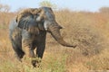 Elephant, African - Wildlife from Africa - Smell Royalty Free Stock Photo