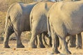 Elephant, African - Wildlife Background from Africa - Big Bottoms in Nature's Health and Diet Clinic Royalty Free Stock Photo