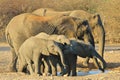 Elephant, African - Wildlife Background from Africa - Family of Format Royalty Free Stock Photo