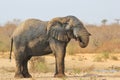 Elephant, African - Wildlife Background from Africa - Mud spa and Health treatment of skin Royalty Free Stock Photo