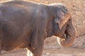 Elephant, African Wildlife Background from Africa The Real Giant from the Animal Kingdom. An Endangered Species that Royalty Free Stock Photo