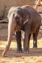 Elephant, African Wildlife Background from Africa The Real Giant from the Animal Kingdom. An Endangered Species that Royalty Free Stock Photo