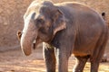 Elephant, African Wildlife Background from Africa The Real Giant from the Animal Kingdom. An Endangered Species that Royalty Free Stock Photo