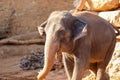 Elephant, African Wildlife Background from Africa The Real Giant from the Animal Kingdom. An Endangered Species that Royalty Free Stock Photo