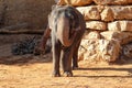 Elephant, African Wildlife Background from Africa The Real Giant from the Animal Kingdom. An Endangered Species that Royalty Free Stock Photo