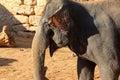 Elephant, African Wildlife Background from Africa The Real Giant from the Animal Kingdom. An Endangered Species that Royalty Free Stock Photo