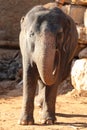 Elephant, African Wildlife Background from Africa The Real Giant from the Animal Kingdom. An Endangered Species that Royalty Free Stock Photo