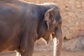 Elephant, African Wildlife Background from Africa The Real Giant from the Animal Kingdom. An Endangered Species that Royalty Free Stock Photo