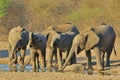 Elephant, African - Wildlife Background from Africa - School of Teenagers Royalty Free Stock Photo