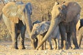 Elephant, African - Wildlife Background from Africa - Three Generations together Royalty Free Stock Photo