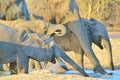 Elephant, African - Wildlife Background from Africa - Trunks of Life Royalty Free Stock Photo