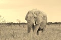 Elephant, African - Wildlife Background - Age and Wisdom