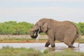 Elephant, African - Wildlife Background - Water and Life