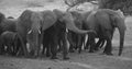 Elephant along river  at the Zambezi National Park Royalty Free Stock Photo