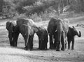 Elephant along river  at the Zambezi National Park Royalty Free Stock Photo
