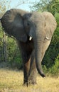 Elephant along river  at the Zambezi National Park Royalty Free Stock Photo