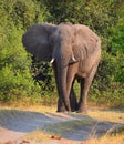 Elephant along river  at the Zambezi National Park Royalty Free Stock Photo