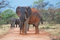 Elephant Alpha Royalty Free Stock Photo