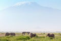 Elephant in Amboseli