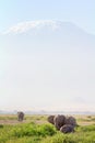 Elephant in Amboseli