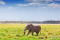 Elephant in Amboseli