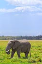 Elephant in Amboseli