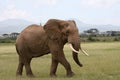 Elephant in Amboseli Kenia