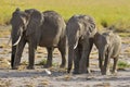 ELEPHANT Royalty Free Stock Photo