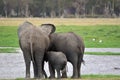 ELEPHANT Royalty Free Stock Photo