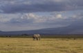 Elephant. Amboseli Park, Kenya Royalty Free Stock Photo