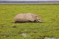 Elephant. Amboseli Park, Kenya Royalty Free Stock Photo