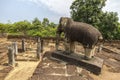 Elephant in Angkor Wat temple, Cambodia Royalty Free Stock Photo