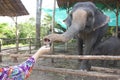 a person feeds an elephant with his hand