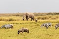 Elephant, antelope, and group of zebras in Maasai Mara National Reserve, Kenya Royalty Free Stock Photo