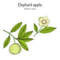 Elephant apple, or chalta Dillenia indica , edible plant Royalty Free Stock Photo