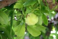 Elephant apple, Dillenia indica, tropical fruit Royalty Free Stock Photo