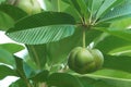 Elephant apple fruit and leaf Royalty Free Stock Photo