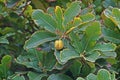 Elephant Apple, a species of Dillenia native to China and tropical Asia Royalty Free Stock Photo