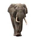 Elephant approaching isolated Royalty Free Stock Photo